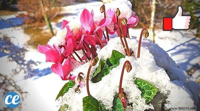 10 Frost-Resistant Plants and Shrubs That Bloom Brilliantly in Winter