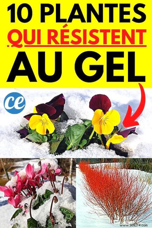 10 Frost-Resistant Plants and Shrubs That Bloom Brilliantly in Winter