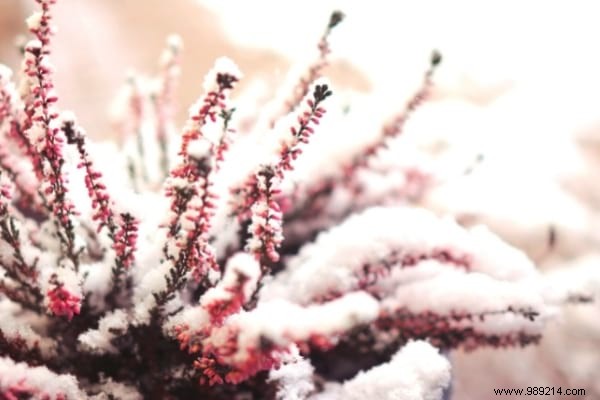 10 Frost-Resistant Plants and Shrubs That Bloom Brilliantly in Winter