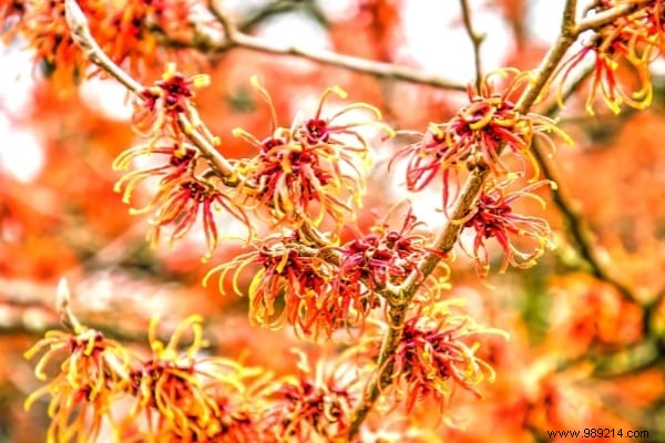 10 Frost-Resistant Plants and Shrubs That Bloom Brilliantly in Winter