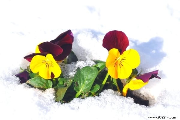 10 Frost-Resistant Plants and Shrubs That Bloom Brilliantly in Winter