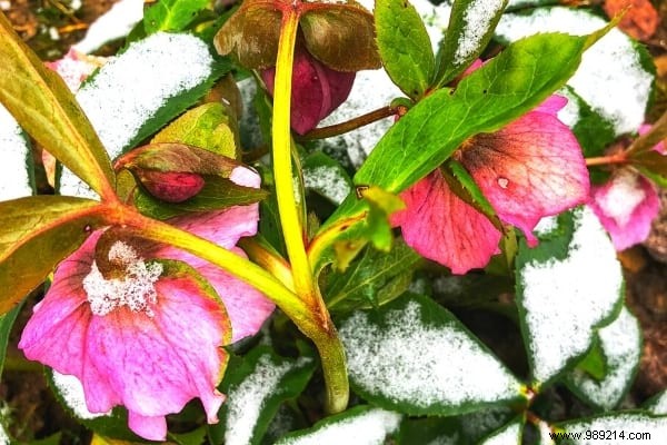 10 Frost-Resistant Plants and Shrubs That Bloom Brilliantly in Winter
