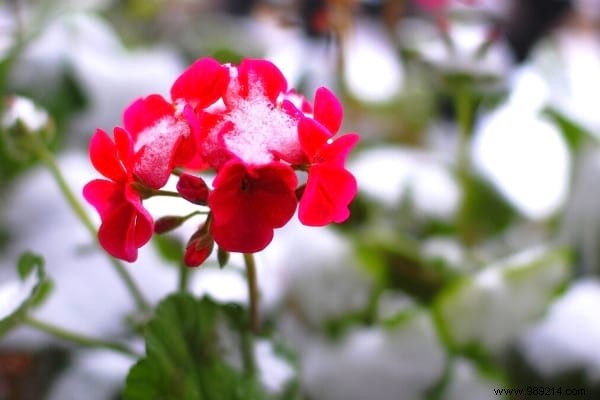 10 Frost-Resistant Plants and Shrubs That Bloom Brilliantly in Winter