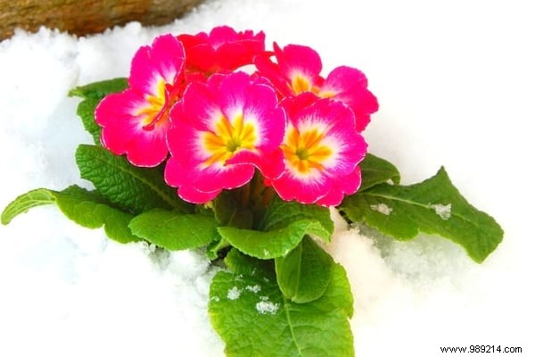 10 Frost-Resistant Plants and Shrubs That Bloom Brilliantly in Winter