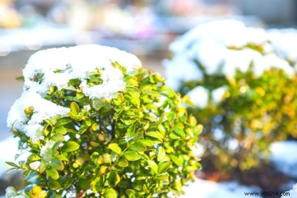 10 Frost-Resistant Plants and Shrubs That Bloom Brilliantly in Winter