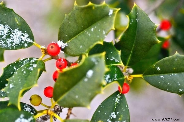 10 Frost-Resistant Plants and Shrubs That Bloom Brilliantly in Winter