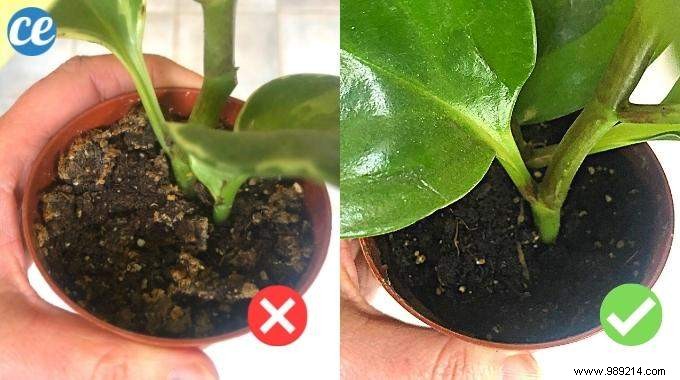 7 Florist-Approved Tips to Know Exactly When to Water Your Houseplants