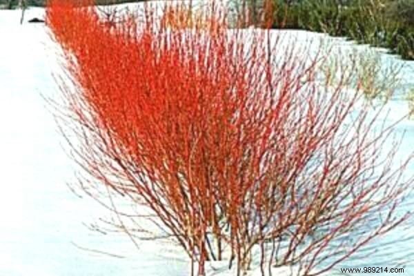 10 Frost-Resistant Plants and Shrubs That Bloom Brilliantly in Winter