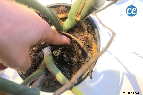 7 Florist-Approved Tips to Know Exactly When to Water Your Houseplants