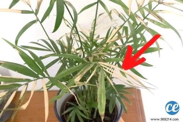 7 Florist-Approved Tips to Know Exactly When to Water Your Houseplants