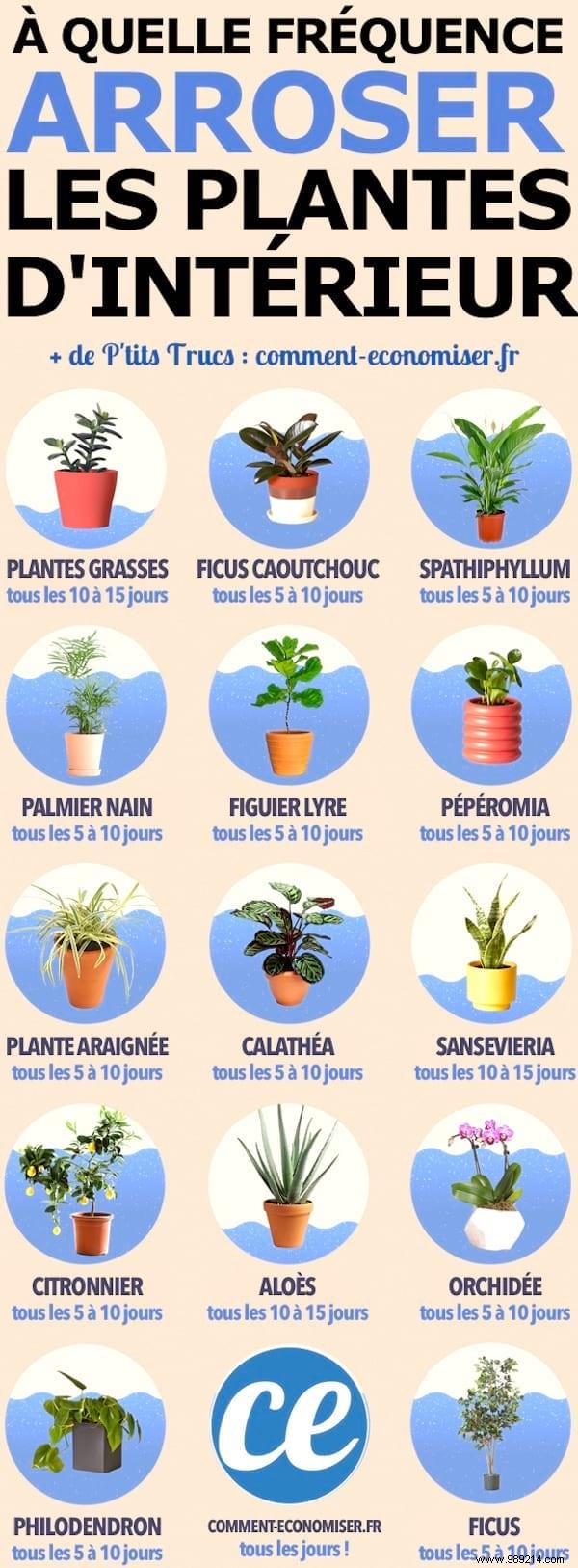 7 Florist-Approved Tips to Know Exactly When to Water Your Houseplants