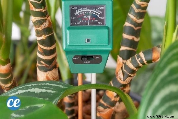 7 Florist-Approved Tips to Know Exactly When to Water Your Houseplants