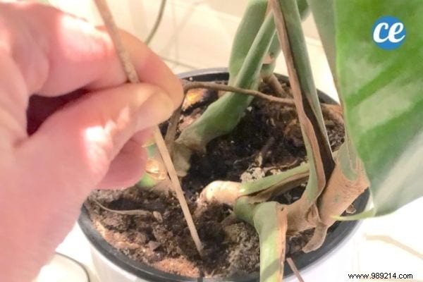 7 Florist-Approved Tips to Know Exactly When to Water Your Houseplants