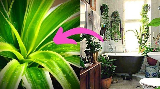 10 Houseplants That Naturally Absorb Excess Humidity Indoors