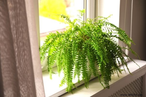 10 Houseplants That Naturally Absorb Excess Humidity Indoors