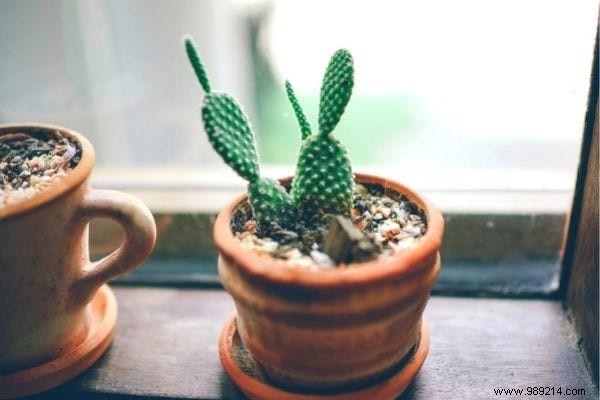 10 Houseplants That Naturally Absorb Excess Humidity Indoors