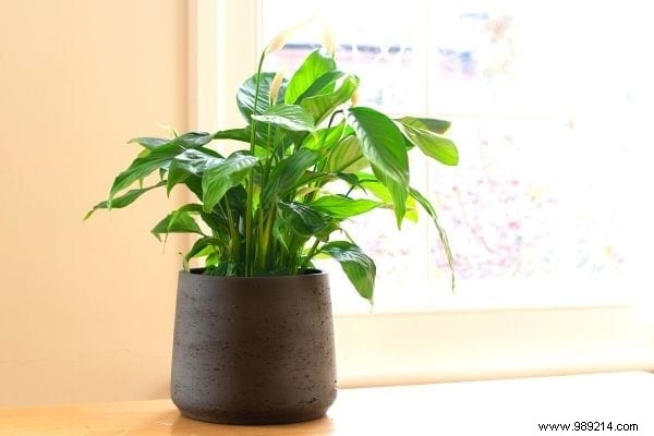 10 Houseplants That Naturally Absorb Excess Humidity Indoors