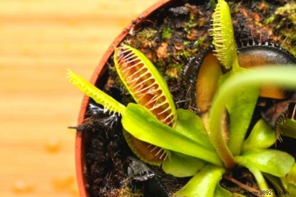 10 Houseplants That Naturally Absorb Excess Humidity Indoors