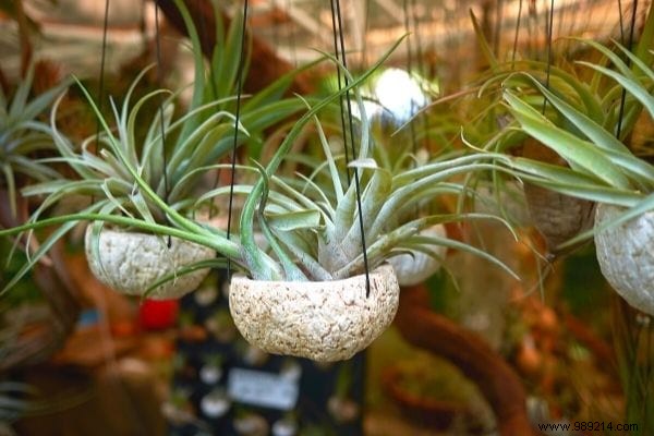 10 Houseplants That Naturally Absorb Excess Humidity Indoors