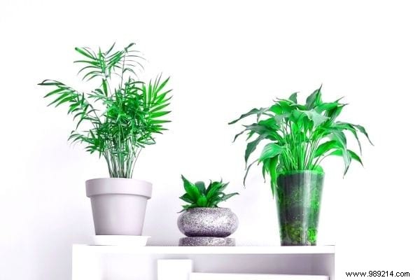 10 Houseplants That Naturally Absorb Excess Humidity Indoors