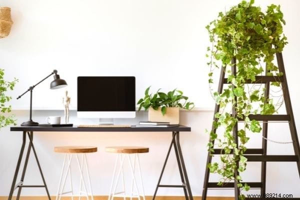 10 Houseplants That Naturally Absorb Excess Humidity Indoors