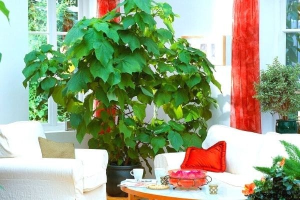 10 Houseplants That Naturally Absorb Excess Humidity Indoors
