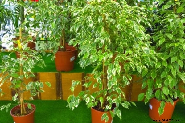 10 Houseplants That Naturally Absorb Excess Humidity Indoors