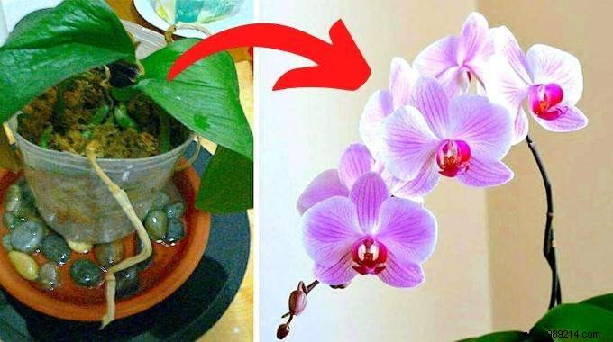 7 Proven Tips to Make Your Phalaenopsis Orchid Rebloom Year After Year