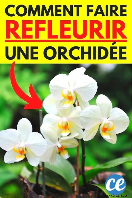 7 Proven Tips to Make Your Phalaenopsis Orchid Rebloom Year After Year