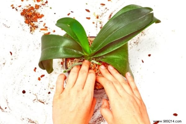 7 Proven Tips to Make Your Phalaenopsis Orchid Rebloom Year After Year