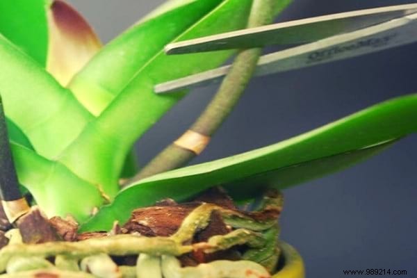 7 Proven Tips to Make Your Phalaenopsis Orchid Rebloom Year After Year