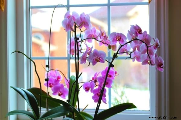 7 Proven Tips to Make Your Phalaenopsis Orchid Rebloom Year After Year