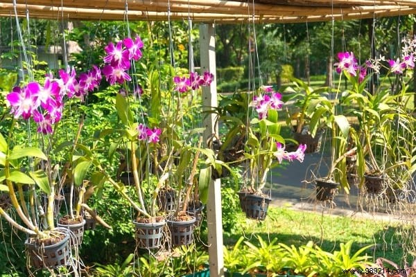 7 Proven Tips to Make Your Phalaenopsis Orchid Rebloom Year After Year