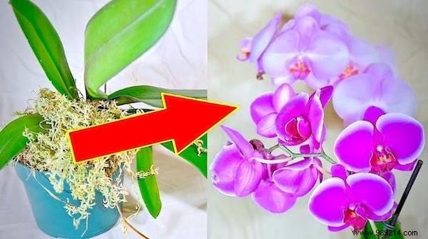 7 Proven Tips to Make Your Phalaenopsis Orchid Rebloom Year After Year