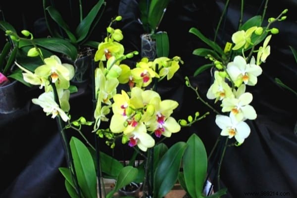 7 Proven Tips to Make Your Phalaenopsis Orchid Rebloom Year After Year