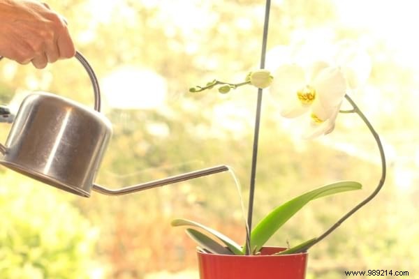 7 Proven Tips to Make Your Phalaenopsis Orchid Rebloom Year After Year