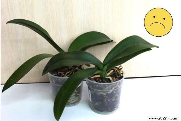 7 Proven Tips to Make Your Phalaenopsis Orchid Rebloom Year After Year