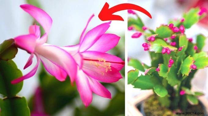 How to Make Your Christmas Cactus Bloom Every Year: A Gardener s Proven Secret