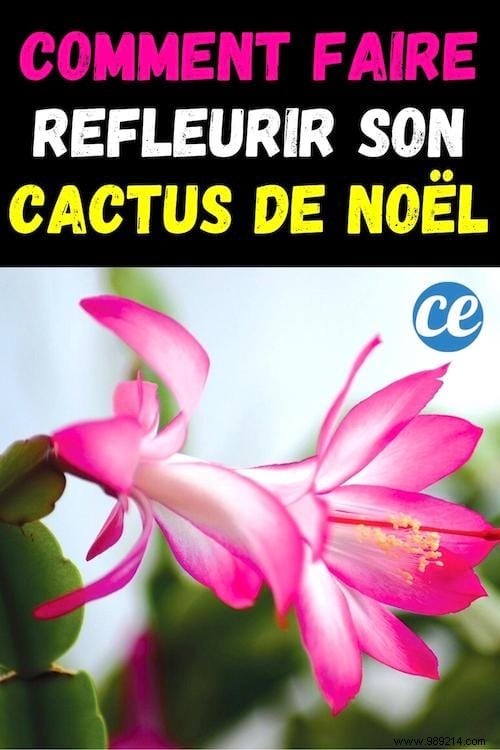 How to Make Your Christmas Cactus Bloom Every Year: A Gardener s Proven Secret