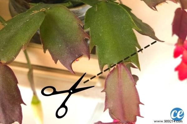 How to Make Your Christmas Cactus Bloom Every Year: A Gardener s Proven Secret