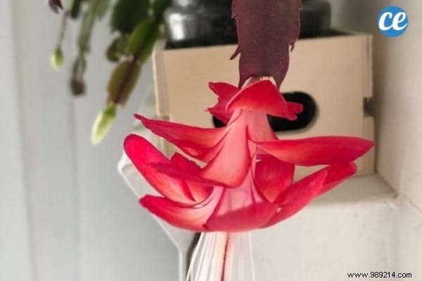How to Make Your Christmas Cactus Bloom Every Year: A Gardener s Proven Secret
