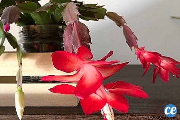How to Make Your Christmas Cactus Bloom Every Year: A Gardener s Proven Secret