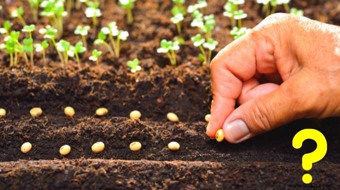 What to Plant in November: 15 Easy Vegetables, Fruits, Flowers & More for Fall Gardening Success