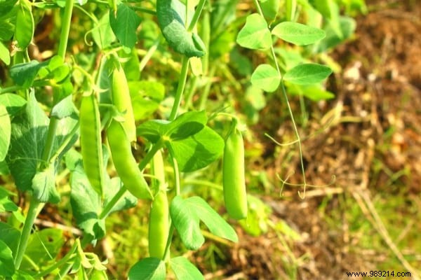 What to Plant in November: 15 Easy Vegetables, Fruits, Flowers & More for Fall Gardening Success