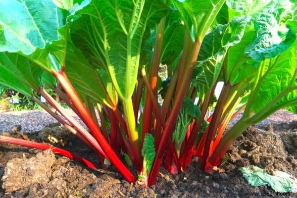 What to Plant in November: 15 Easy Vegetables, Fruits, Flowers & More for Fall Gardening Success