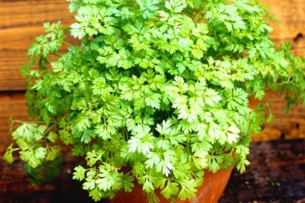 What to Plant in November: 15 Easy Vegetables, Fruits, Flowers & More for Fall Gardening Success