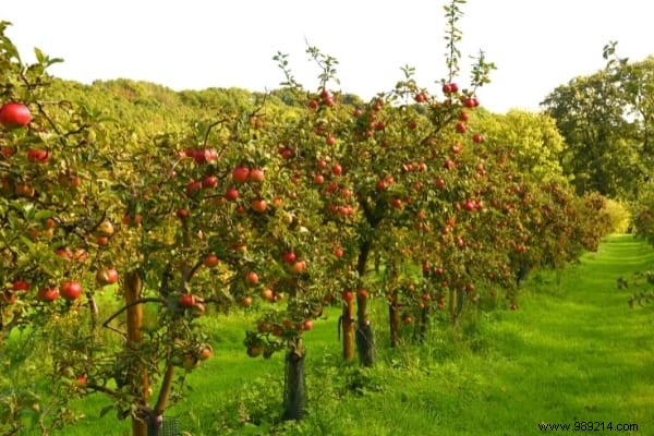 What to Plant in November: 15 Easy Vegetables, Fruits, Flowers & More for Fall Gardening Success