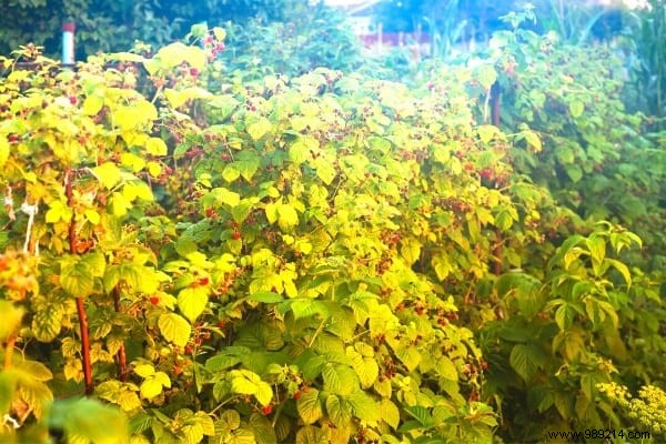 What to Plant in November: 15 Easy Vegetables, Fruits, Flowers & More for Fall Gardening Success