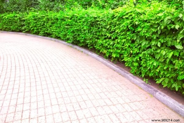 What to Plant in November: 15 Easy Vegetables, Fruits, Flowers & More for Fall Gardening Success