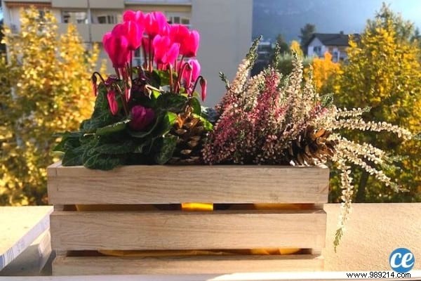 What to Plant in November: 15 Easy Vegetables, Fruits, Flowers & More for Fall Gardening Success